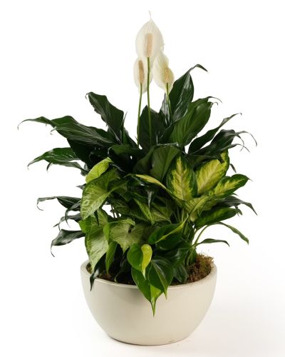 Boca Raton Flower Delivery - Ceramic Dish Garden-Large –