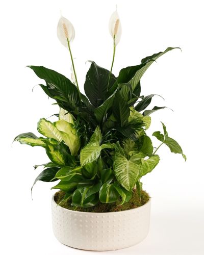 Boca Raton Flower Delivery - Ceramic Dish Garden-Large –