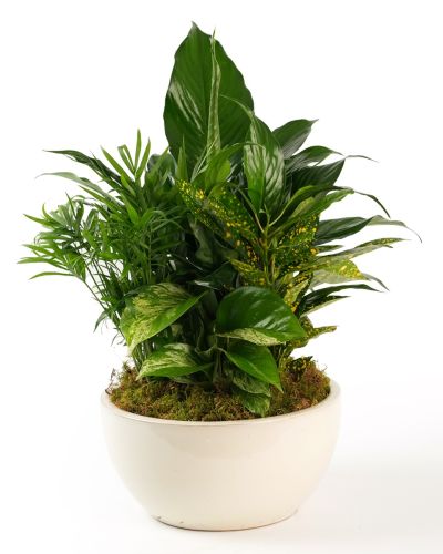 Boca Raton Flower Delivery - Ceramic Dish Garden-Medium –