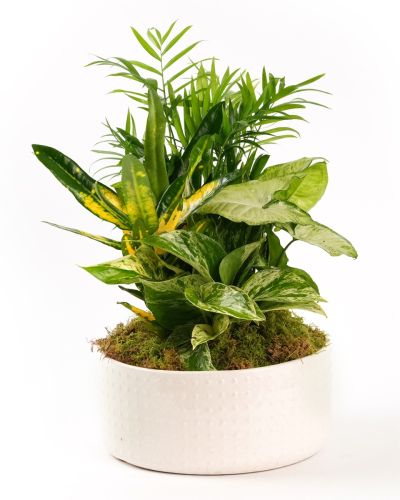 Boca Raton Flower Shop - Ceramic Dish Garden-Small –