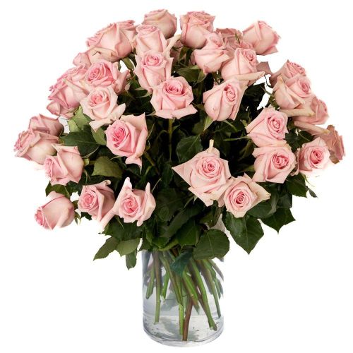 Double the Dozens 24 = 48 Soft Pink Roses