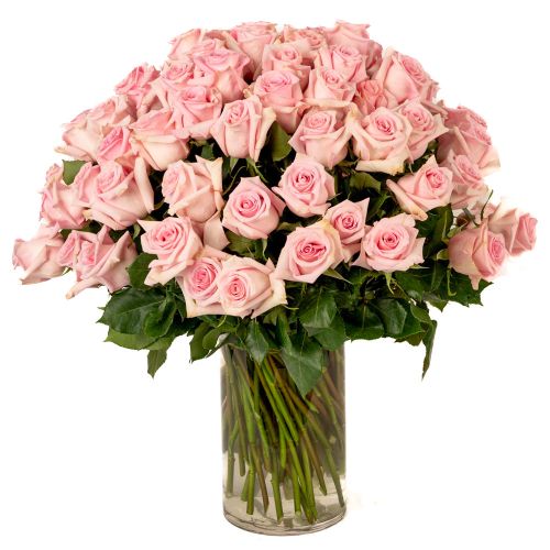 75 Soft Pink Roses 