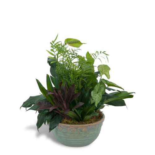 Boca Raton Flower Delivery - Ceramic Dish Garden-Medium –