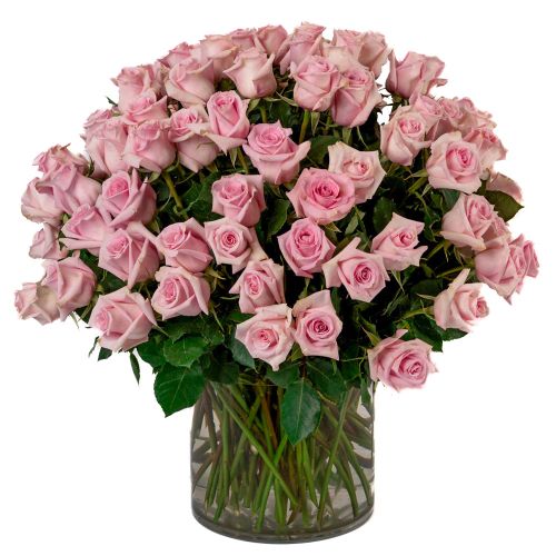 100 Soft Pink Roses 