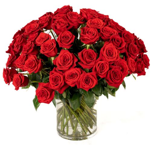 Four Dozen Red Roses 