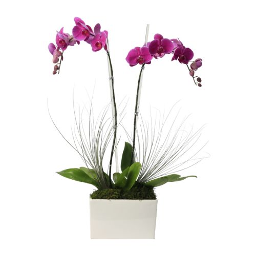 Double Stem Purple Phalaenopsis Orchid 