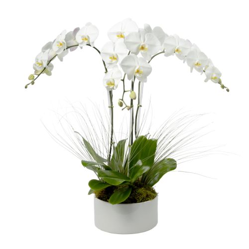 Triple Stem White Phalaenopsis Orchid 