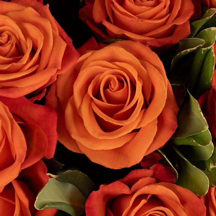 100 Orange Roses Designed Beautifully